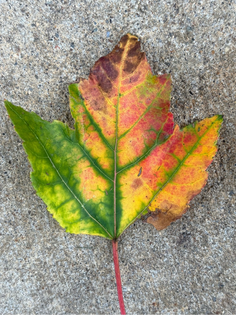 Colorful Maple Leaf